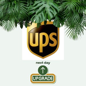 UPS Next Day Air Shipping Upgrade - Add to your Order!