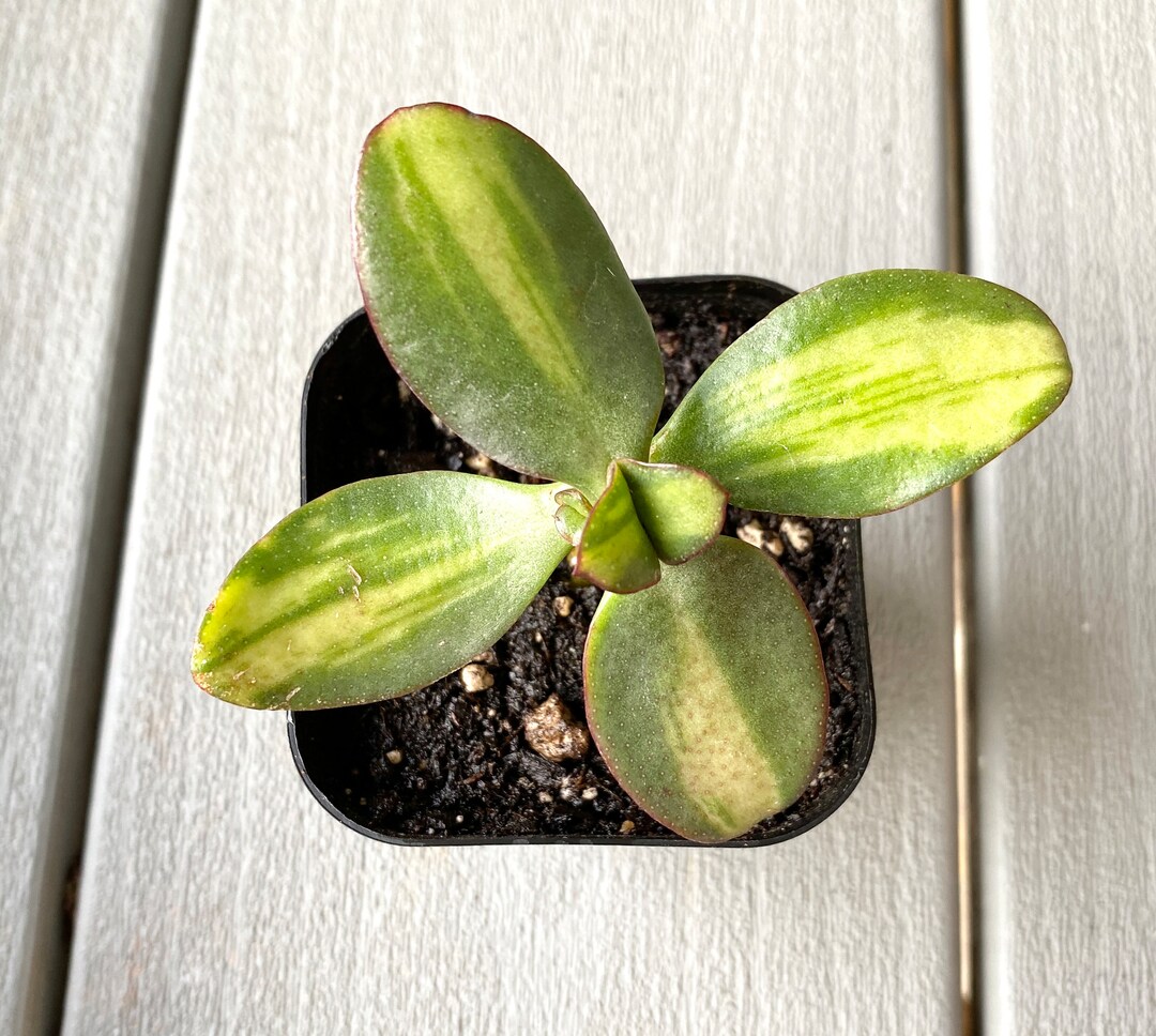 Crassula Plume Center Variegated Propeller Jade Very Rare Etsy
