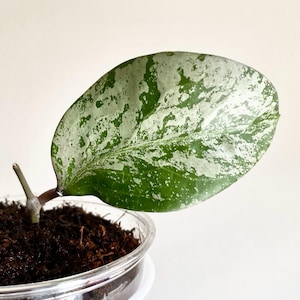 Hoya Michele Silver-Splash Lightly Rooted Cutting Rare Splashy Hoya Collector&#39;s Item Hoya Fam Gifts Hoya Collection Tropical Plants