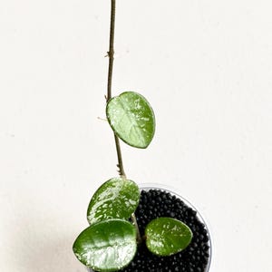 Add-on only bonus plant! Add to your order - 1 add-on per order! Hoya Mathilde Splash - Lightly Rooted Cutting - Collector&#39;s Item