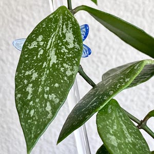 Unroited Cutting 2 nodes 4 leaves - Hoya Memoria Gracilis - Growers Choice - Hoya Collectors Item Hoya Fam Gifts Rare Tropical Plants Hoyas