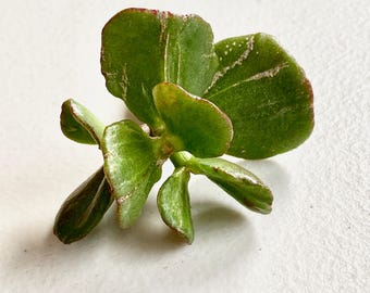 Rare Crassula Ovata 'Denethor' - Unrooted Cutting - Collector's Plant
