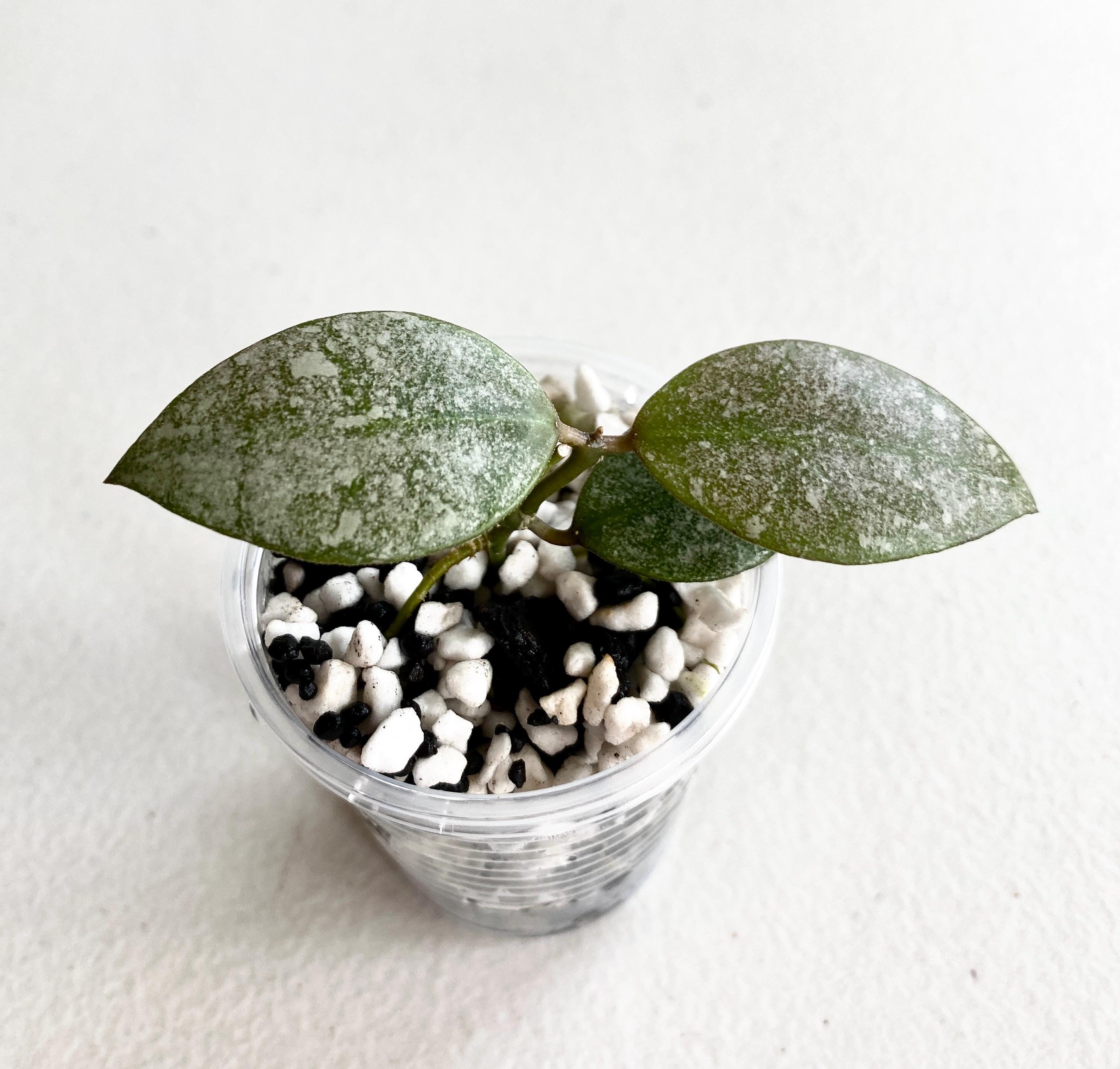 Hoya Mathilde Grey Fairy - Etsy