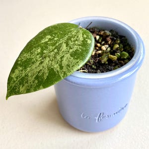 Hoya Thien Phuc Splash - Rooted Cutting - La Fermière Jar included - Rare Hoya Collector&#39;s Item