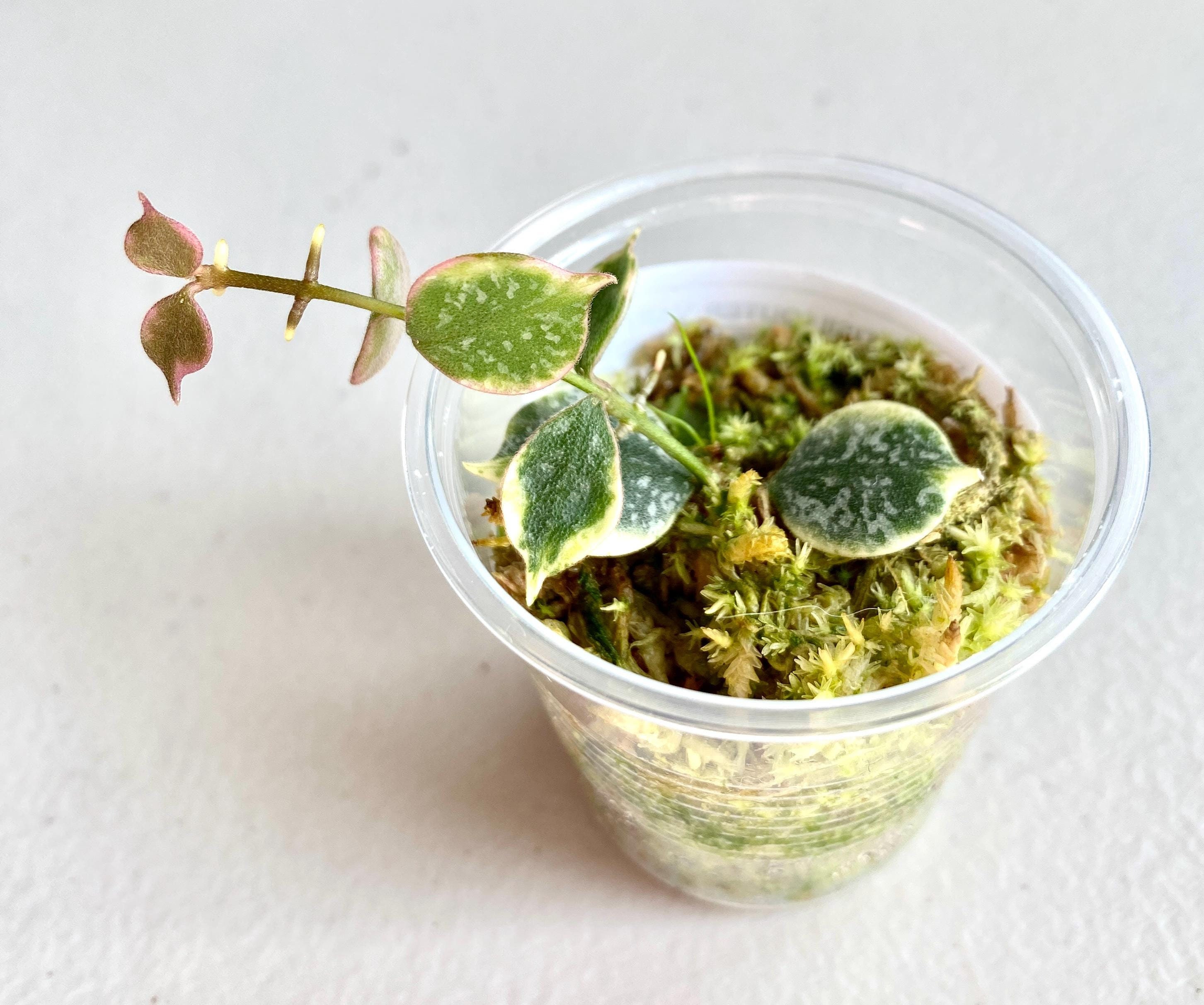 Hoya Curtisii Albomarginata Rooted Actively Growing Plant Outer