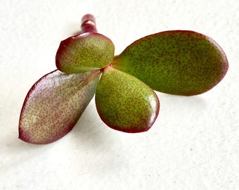 Rare Crassula Ovata Rubra - Unrooted Cutting