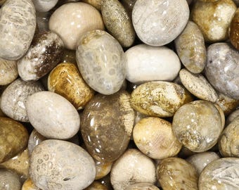 Tumbled Chrysanthemum Stone Gemstone for Meditation, Healing, Grids (Approx. .75"+)