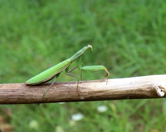 Insect. Praying Mantis. Ontario