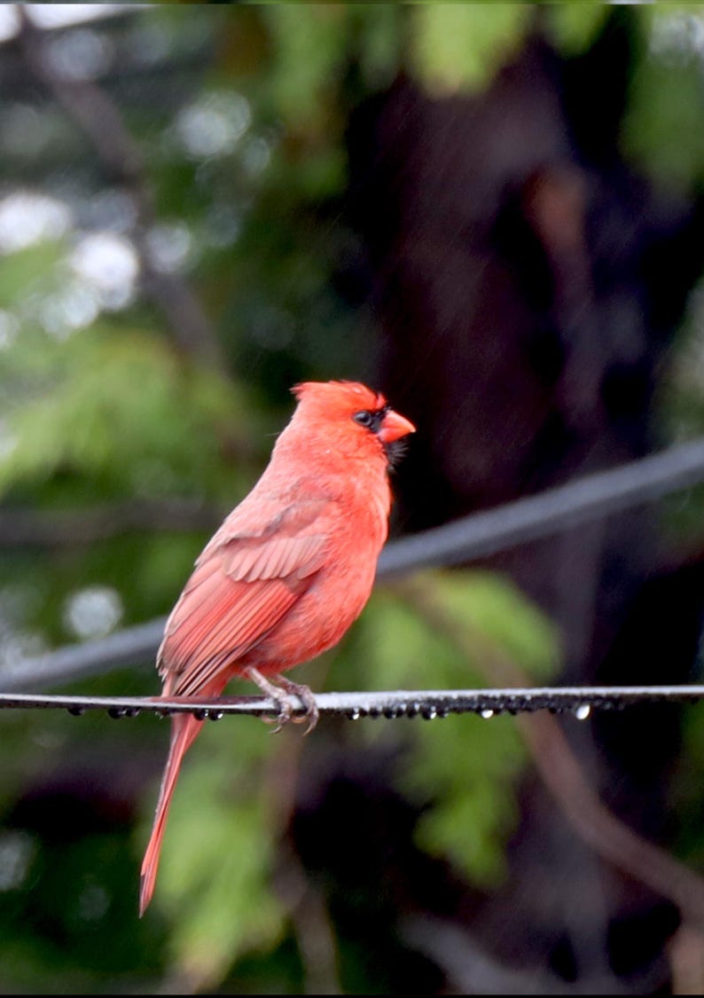 Bird. Male Cardinal in the Rain - Etsy