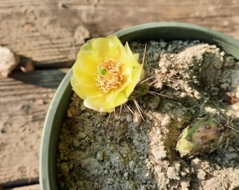 Opuntia Fragilis