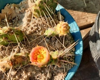 Opuntia Macrorhiza x Polyacantha