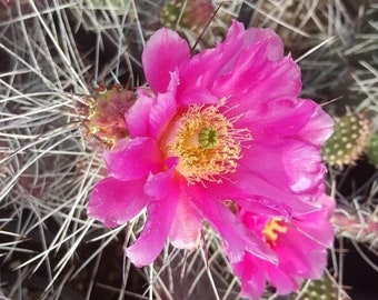 Opuntia Phaeacantha cv. Dark Knight