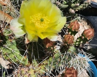 Opuntia Macrorhiza x Polyacantha