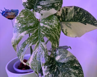 Monstera Deliciosa Sphinx Mint, 2 -3 Leaves, Well Variegation - Etsy