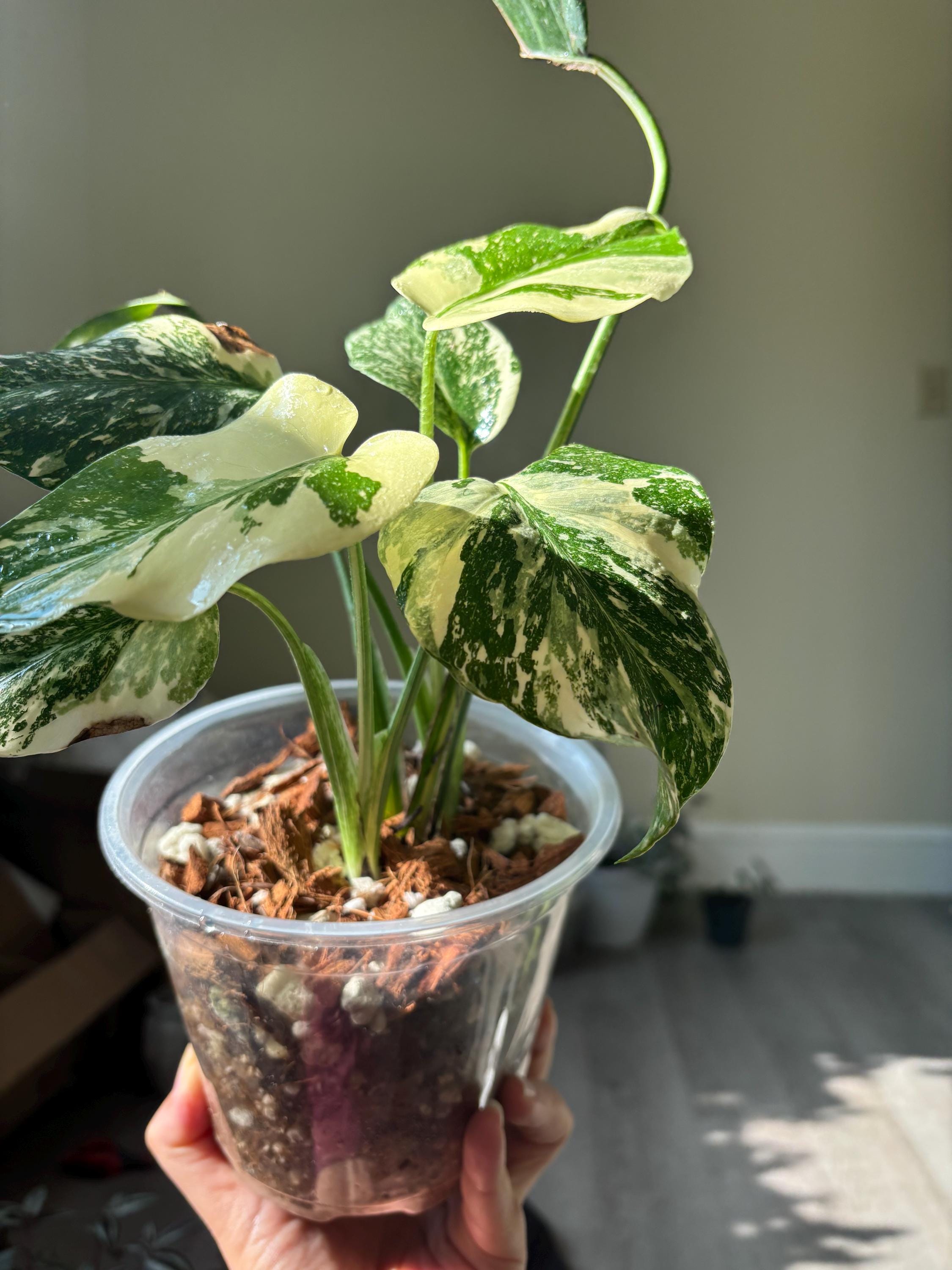 Monstera Creme Brulee Monstera Thai Mutation US Seller Fast