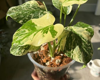 Monstera Deliciosa Sphinx Mint, 2 -3 Leaves, Well Variegation - Etsy