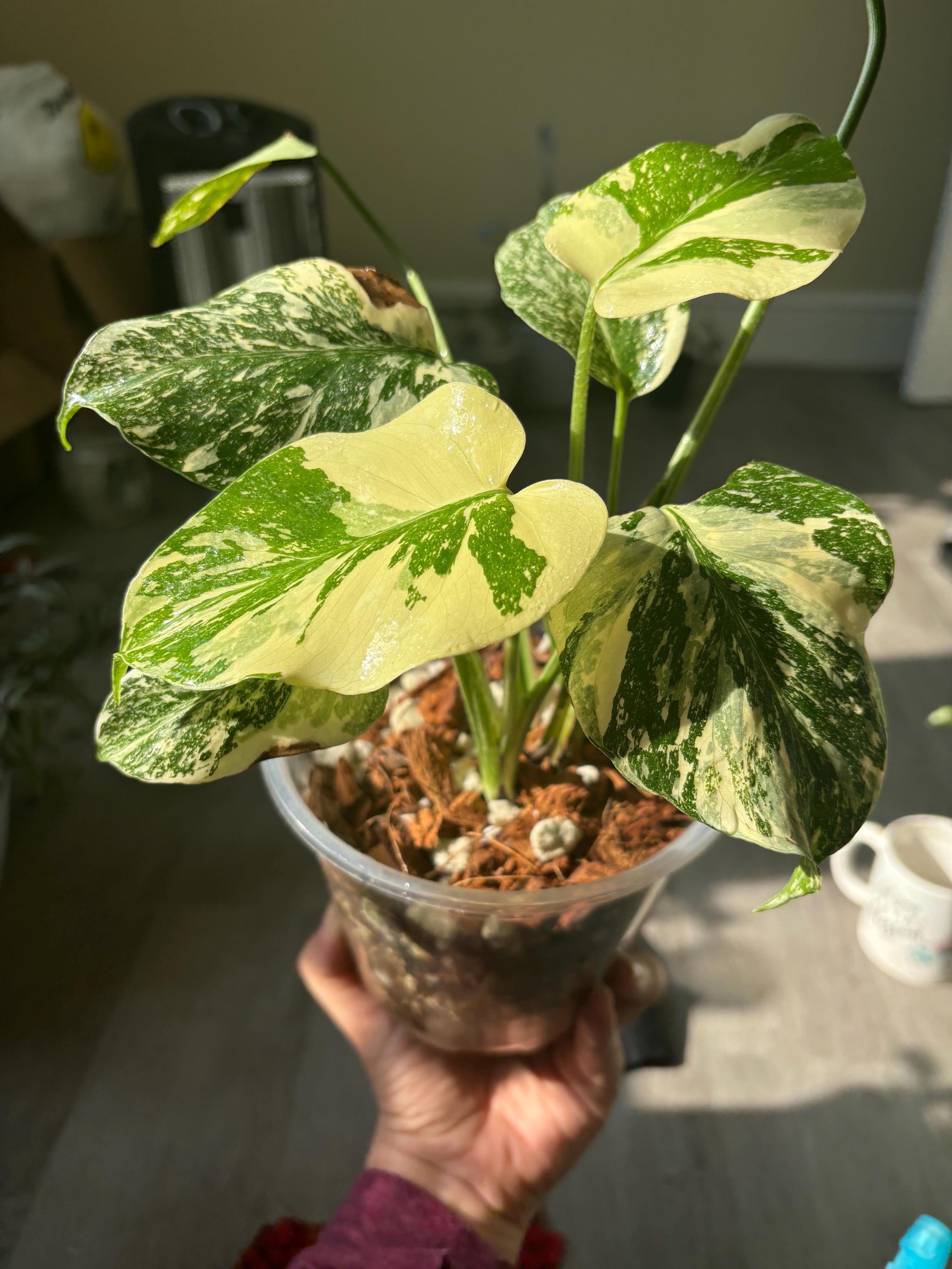 Monstera Creme Brulee Monstera Thai Mutation US Seller Fast