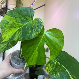 Monstera  Yellow Marilyn Variegated US Seller Fast Shipping