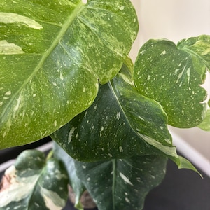 philodendron hanging Sweetheart Philodendron Hanging Basket - Live Plant in an 8 Inch Hanging Basket - Philodendron Cordatum main image 1