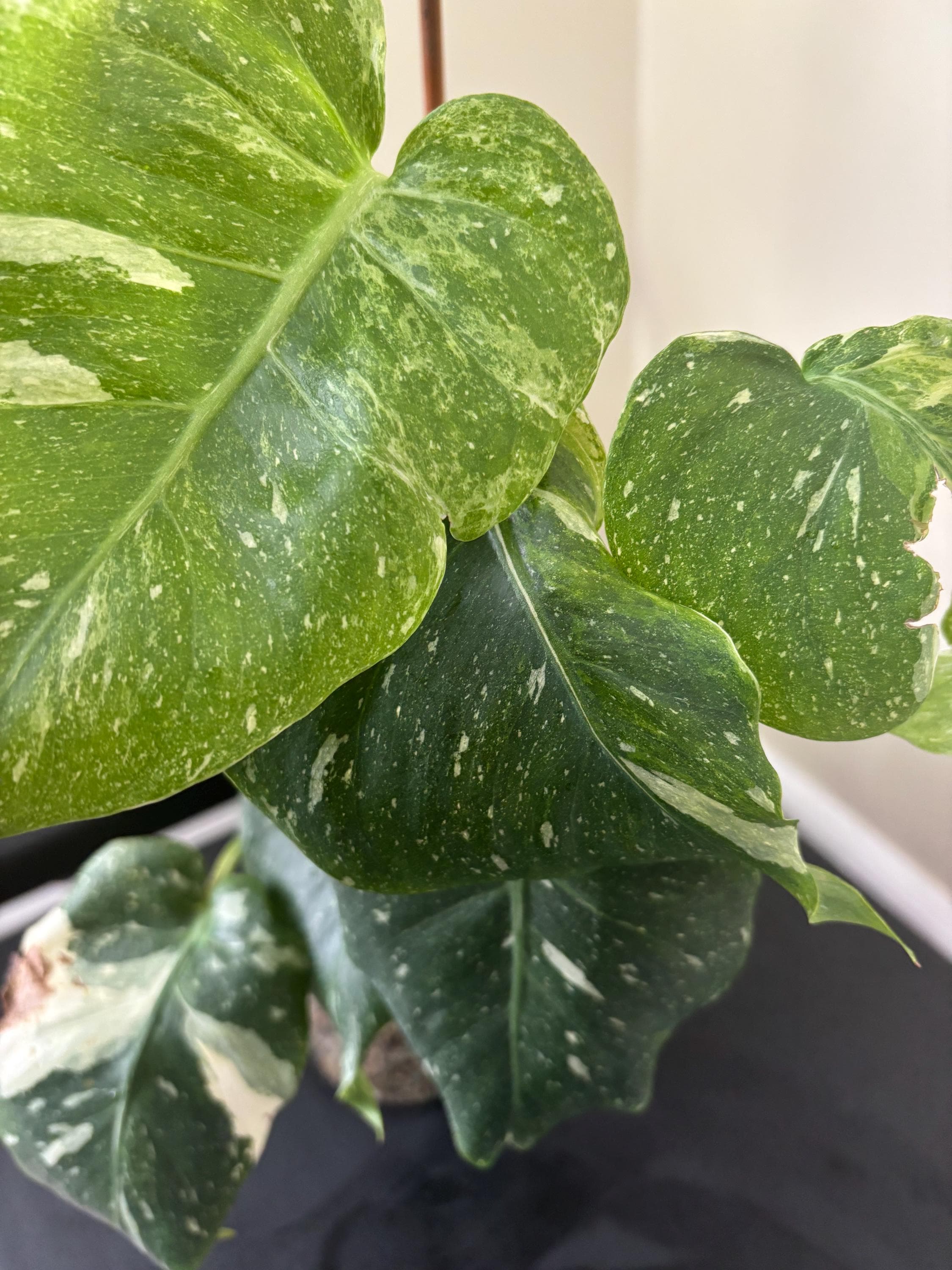 philodendron red Philodendron Red Heart