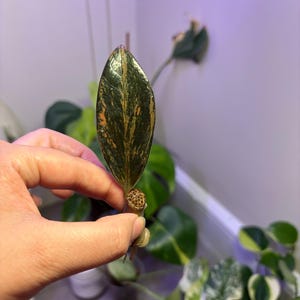 Raven ZZ Pink Variegated Zamioculcas Zamiifolia US Seller Fast