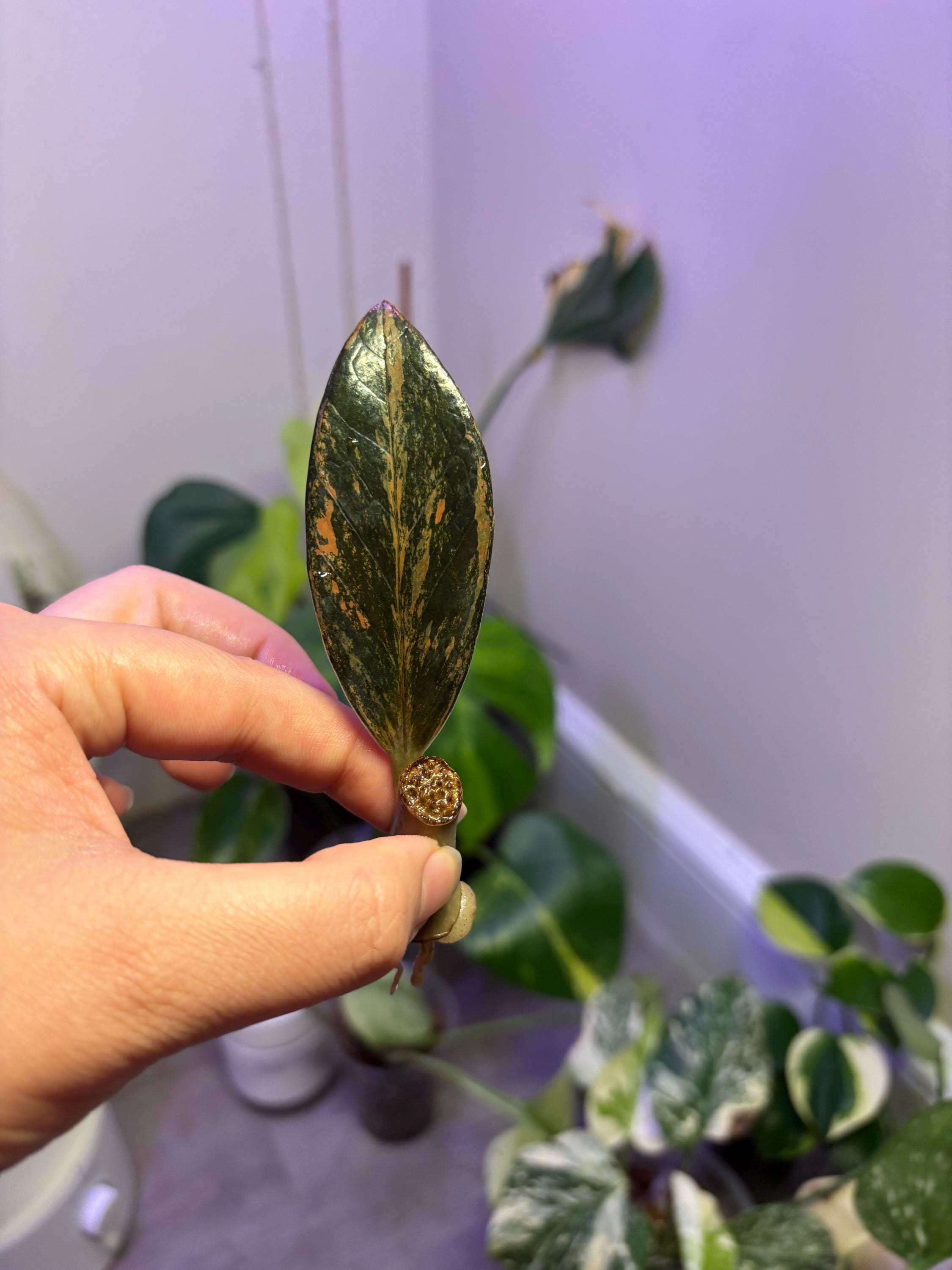 Raven ZZ Pink Variegated Zamioculcas Zamiifolia US Seller Fast
