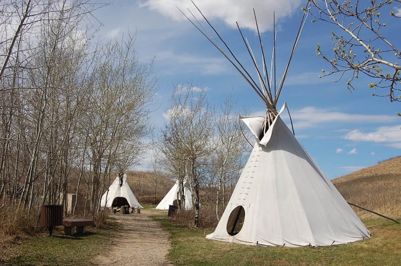 May include: Three white teepees stand in a grassy field with trees in the background. The teepees are made of canvas and have wooden poles.