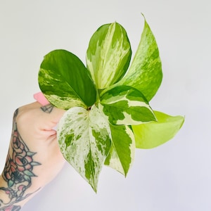May include: A variegated pothos plant cutting featuring multiple heart-shaped leaves with a mix of deep green, lime green, and creamy white patterns. The foliage displays distinct splashes and streaks of colour across the smooth leaf surfaces.