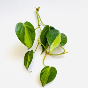 May include: A Philodendron Brasil plant cutting featuring heart-shaped leaves with variegated patterns of dark green and bright lime green. The plant has a slender, light green stem with multiple nodes and several distinct leaves attached.