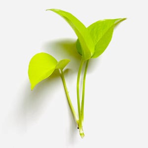 May include: A neon green pothos plant cutting featuring three heart-shaped leaves attached to slender stems. The plant cutting has a clean, freshly trimmed base at the bottom of the stems, showcasing vibrant, bright foliage against a plain background.