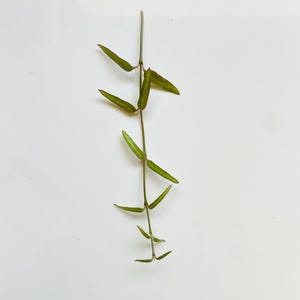 May include: A single slender plant stem featuring small, pointed, lance-shaped leaves arranged in opposite pairs along the length of the stalk. The leaves exhibit a gradient of green and reddish-brown tones, attached to a thin, brownish-green stem.