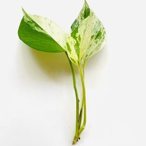 May include: A marble queen pothos cutting featuring three heart-shaped leaves with variegated patterns of creamy white and deep green. The stems are light green and slender, extending from a single base point, showcasing distinct leaf coloration.