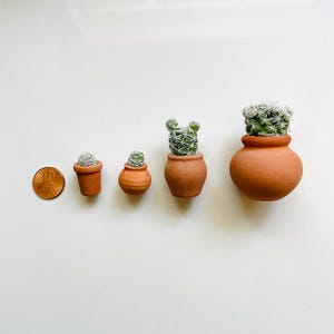 May include: A copper-coloured penny next to four miniature terracotta pots of varying shapes, each containing a small green cactus with white spines. The pots are arranged in a row, showing a progression in size from the smallest to the largest.