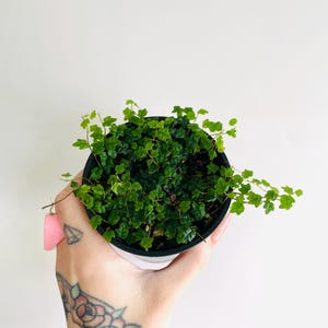 May include: A small, round black plastic pot containing a dense, trailing creeping fig plant with numerous tiny, textured, vibrant green leaves that spill over the edges of the container, showcasing a lush and compact foliage growth pattern.
