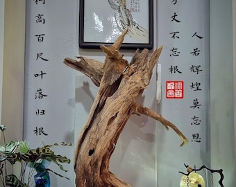 Agarwood Roots Tarakan 沉香达拉干沉香树根部位