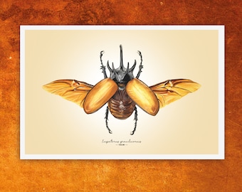 Impresión Giclée de Bellas Artes del escarabajo rinoceronte de cinco cuernos: Eupatorus gracilicornis