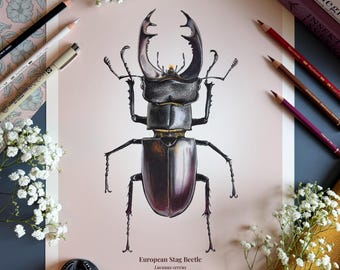 Impresión de bellas artes del escarabajo ciervo europeo / Ilustración entomológica / Lucanus cervus