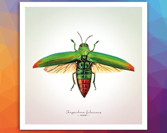 Impresión Giclée de Bellas Artes del Escarabajo Juwel Verde – Chrysochroa fulminans