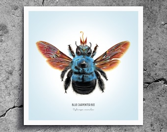 Blue Carpenter Bee Fine Art Giclée print – Xylocopa caerulea