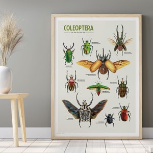 "Coleoptera" is a wonderful poster featuring a curated collection of 10 beetle illustrations, meticulously drawn by yours truly. Each intricate detail captures the unique beauty and diversity of these incredible insects.