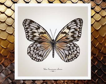 Mariposa cometa de papel Impresión Giclée de bellas artes – Idea leuconoe clara