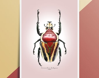 Impresión giclée de Bellas Artes del escarabajo de las flores de Derby – Dicronorhina derbyana