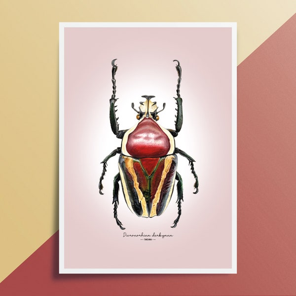 Derby's flower beetle Fine Art Giclée print – Dicronorhina derbyana