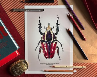 Escarabajo de flores africano Bellas Artes Giclée Impresión – Mecynorhina torquata ugandensis