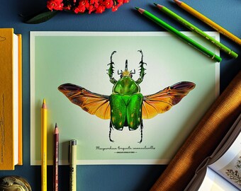 Impresión Giclée de Bellas Artes de Escarabajo Verde – Mecynorhina torquata immaculicollis