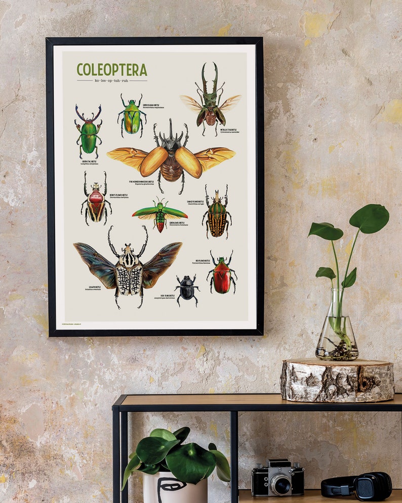 "Coleoptera" is a wonderful poster featuring a curated collection of 10 beetle illustrations, meticulously drawn by yours truly. Each intricate detail captures the unique beauty and diversity of these incredible insects.