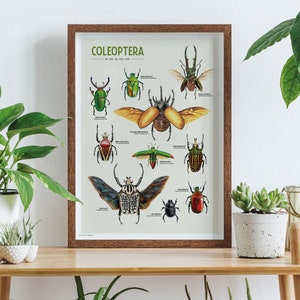 "Coleoptera" is a wonderful poster featuring a curated collection of 10 beetle illustrations, meticulously drawn by yours truly. Each intricate detail captures the unique beauty and diversity of these incredible insects.