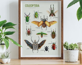 Póster artístico de coleópteros: una celebración de los escarabajos