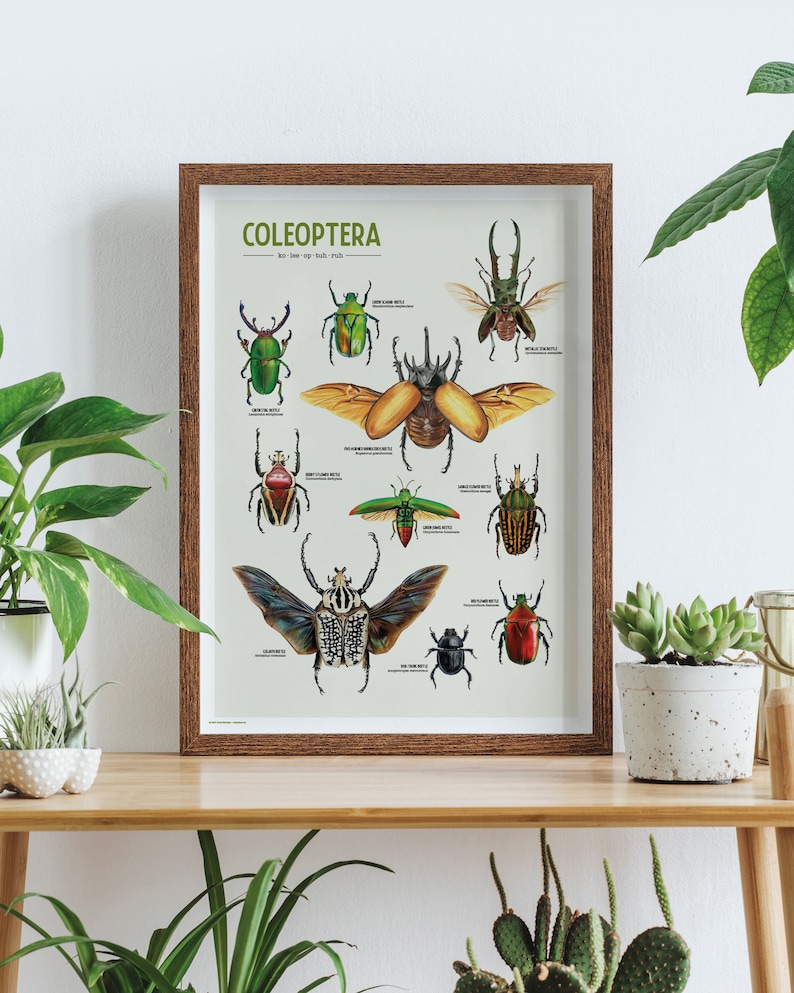 "Coleoptera" is a wonderful poster featuring a curated collection of 10 beetle illustrations, meticulously drawn by yours truly. Each intricate detail captures the unique beauty and diversity of these incredible insects.