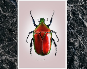 Impresión Giclée de Bellas Artes de un escarabajo de flor roja: Torynorrhina flammea